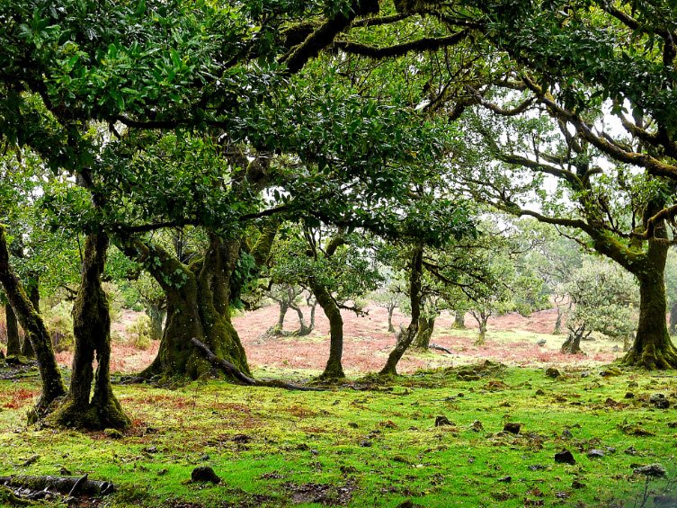 Laurisilva of Madeira, Madeira, Portugal